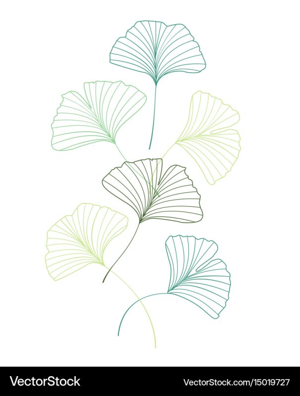 Гербарий гинкго двулопастного