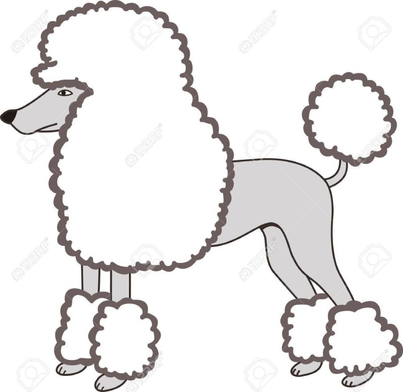 Королевский пудель Артемон