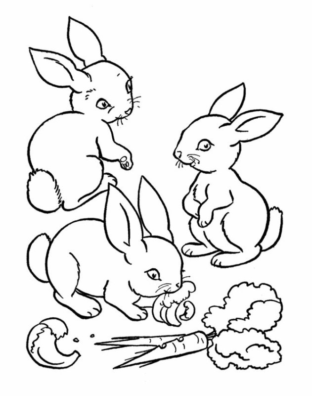 Кролик раскраска для детей