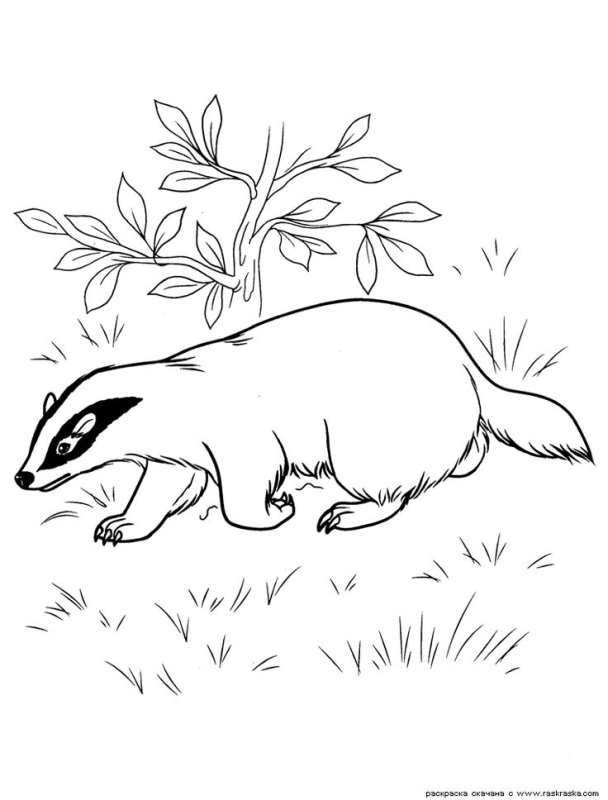 Раскраски Дикие животные барсук