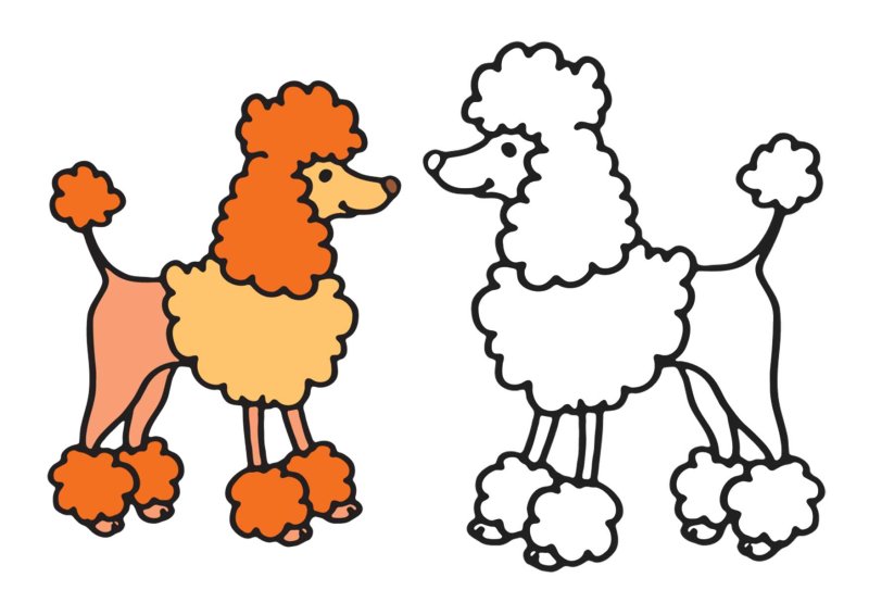 Пудель раскраска