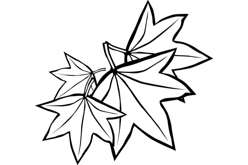 Лист клена раскраска для детей