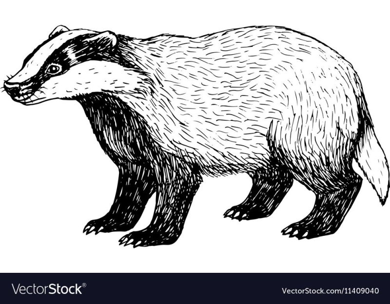 Барсук анатомия