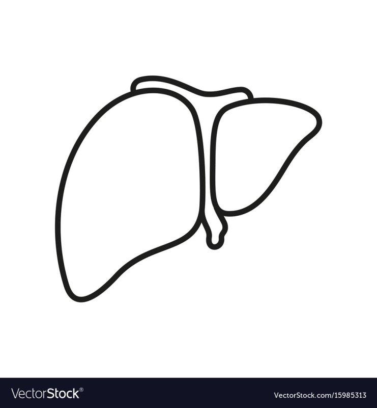 Печень рисунок