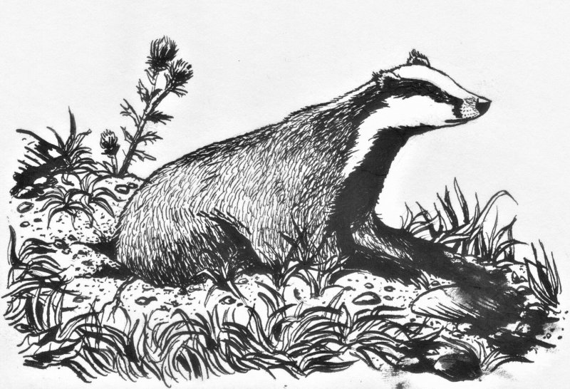 Паустовский барсук