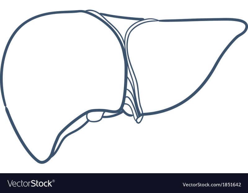 Печень человека раскраска
