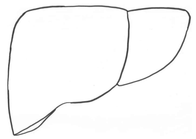 Печень контур
