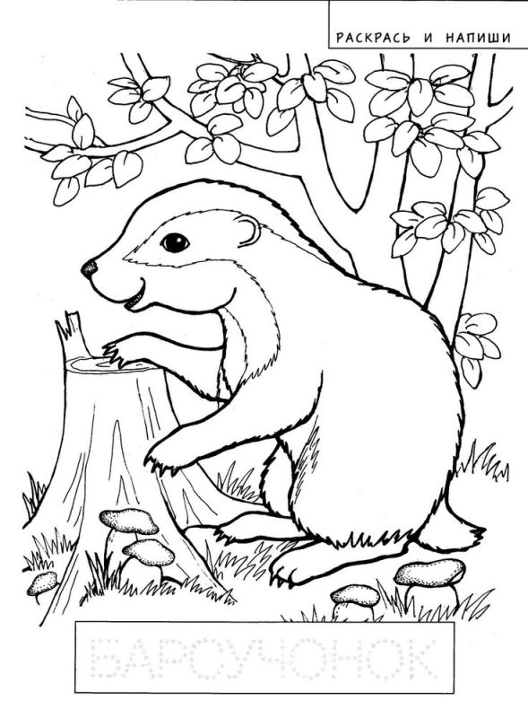 Паустовский барсук барсучий нос