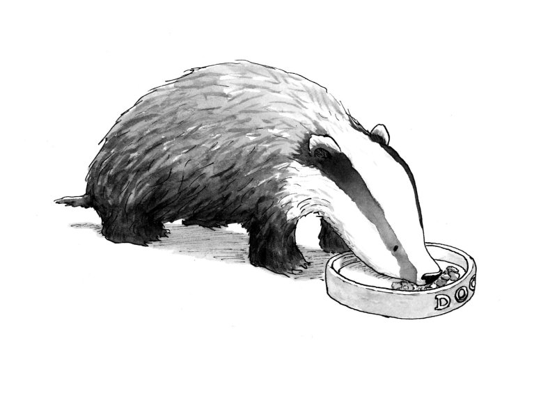 Барсук рисунок