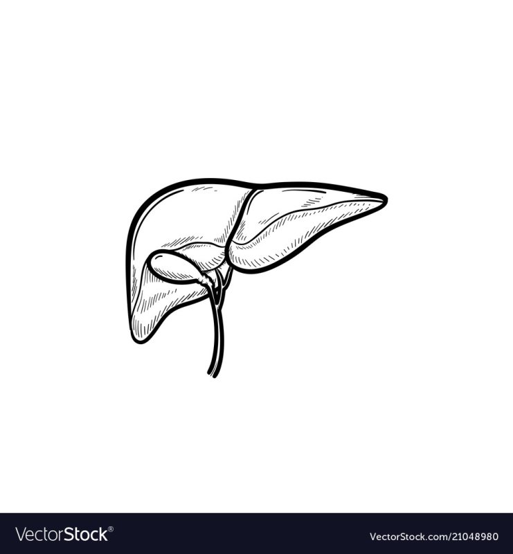 Печень рисунок