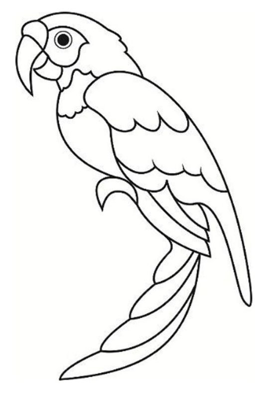 Раскраска попугай