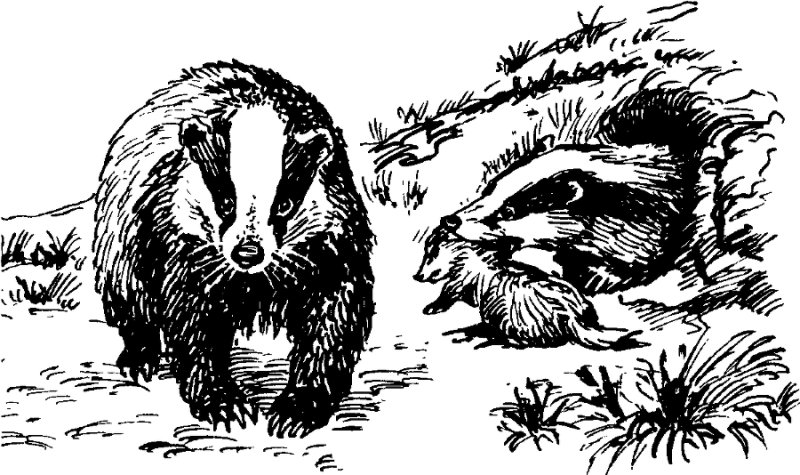 Барсук раскраска