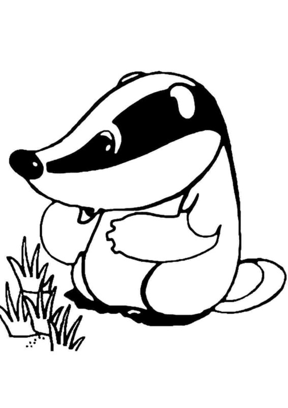 Барсук раскраска для малышей