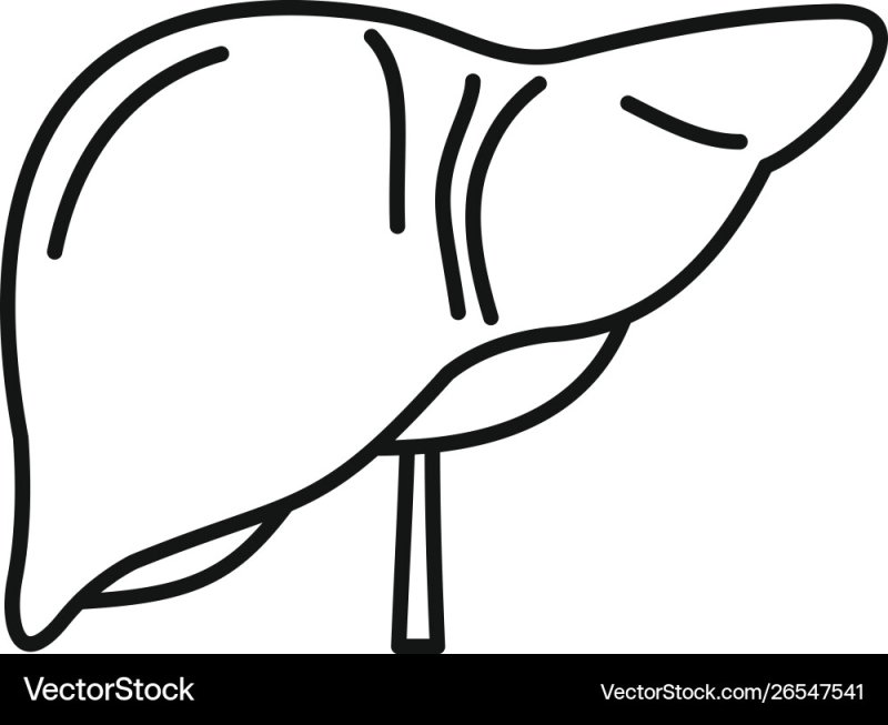 Печень для раскрашивания