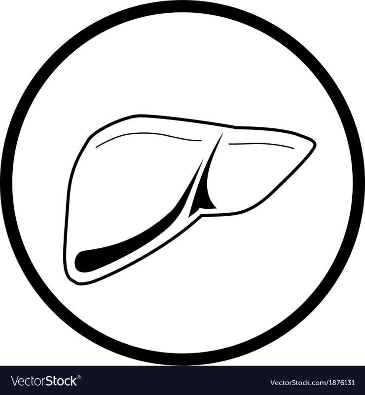 Печень шаблон