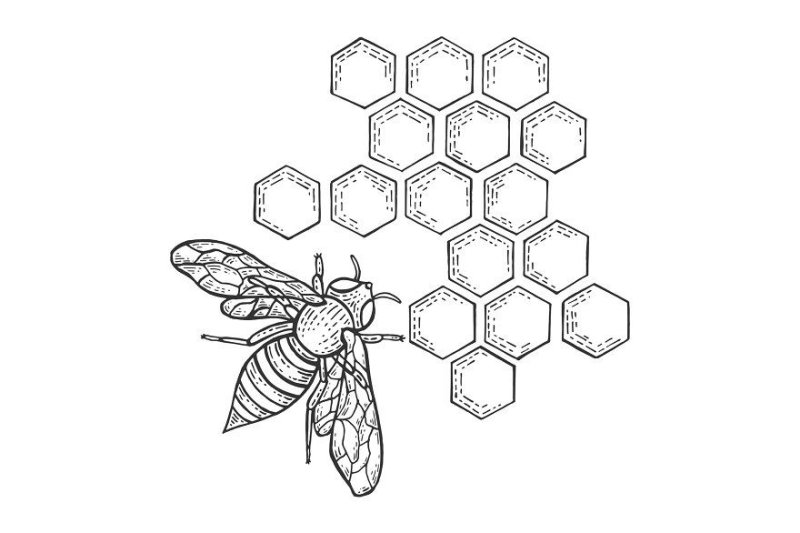 Раскраска пчела и соты