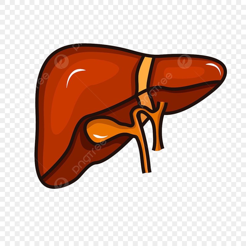 Печень человека рисунок для детей