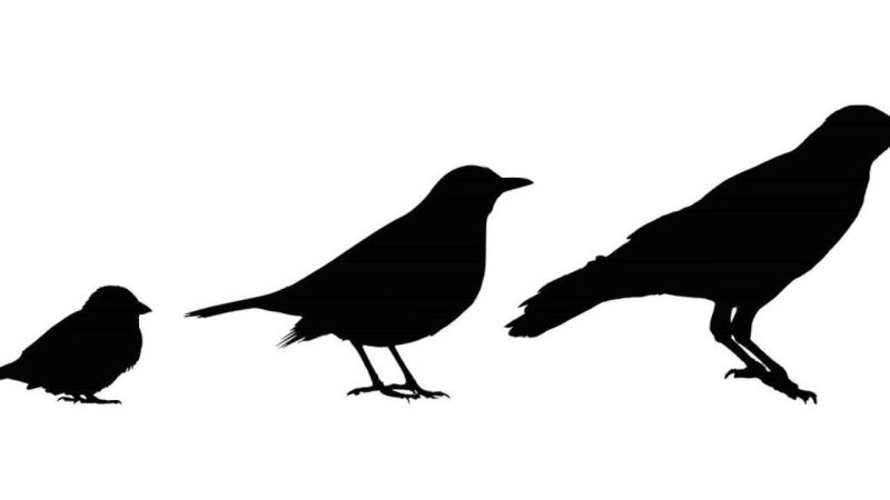 Черный силуэт птицы