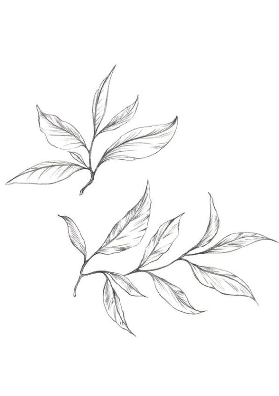Листья эскиз
