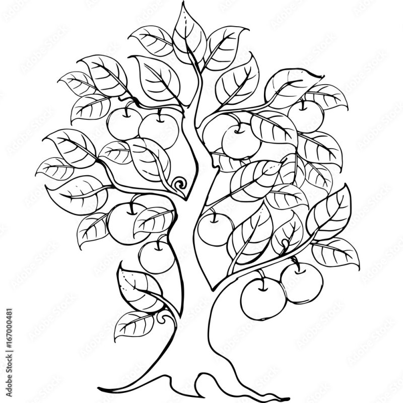 Раскраска дерево яблоня