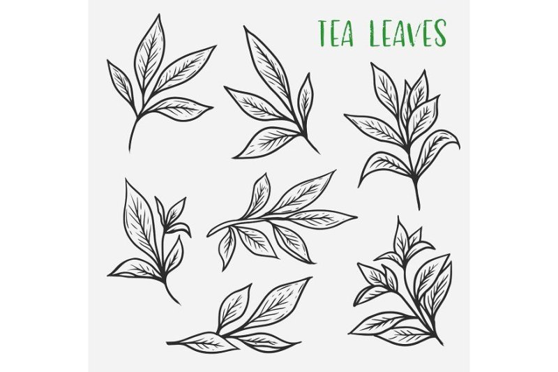 Листья эскиз