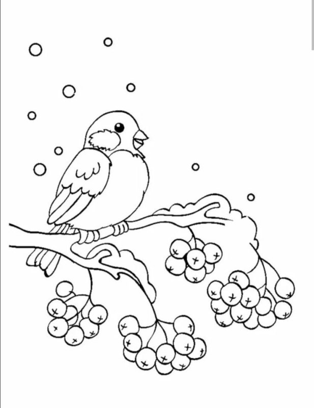 Снегирь раскраска для детей