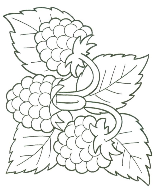 Ягоды раскраска для детей