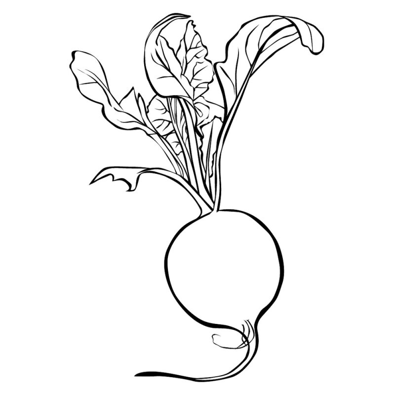 Редиска раскраска