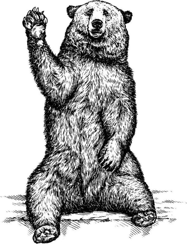 Медведь сбоку рисунок