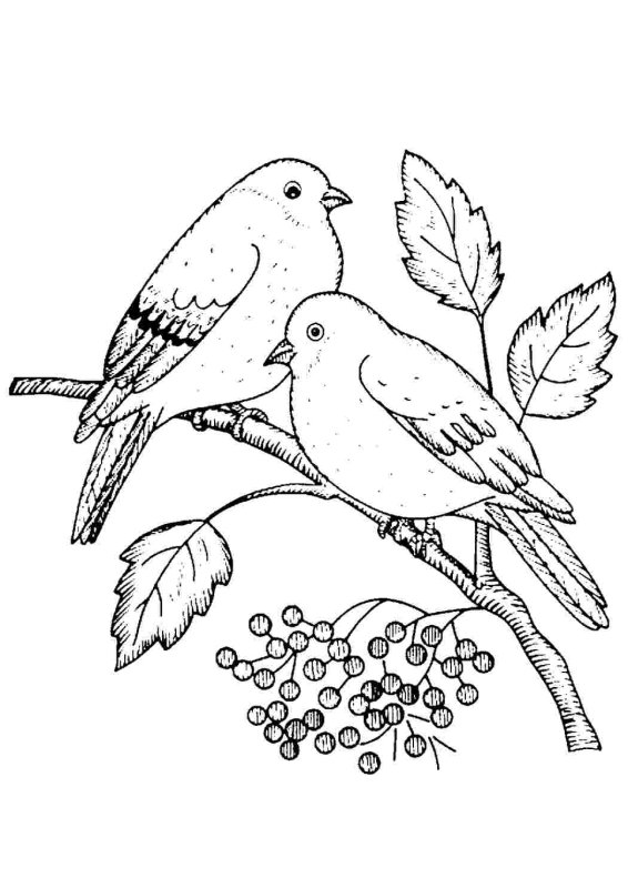 Снегирь на веточке раскраска