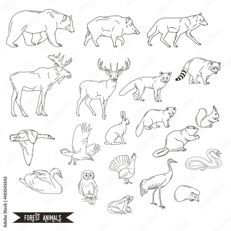 Контуры домашних животных