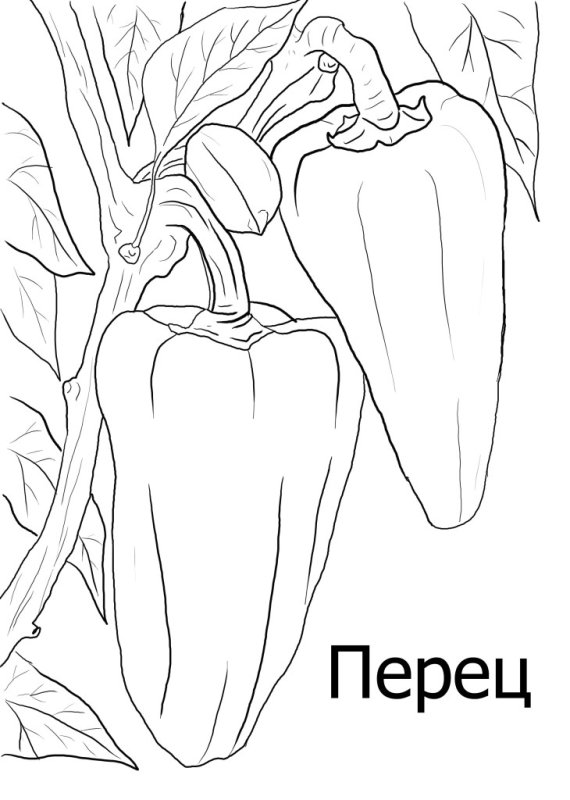 Раскраски овощи перец