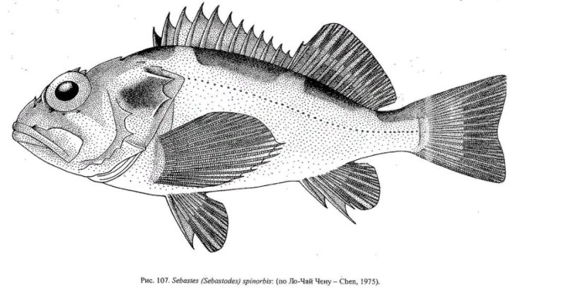 Волнистый сердцеперый окунь Геншин