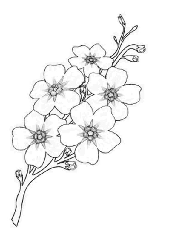 Незабудка цветок раскраска