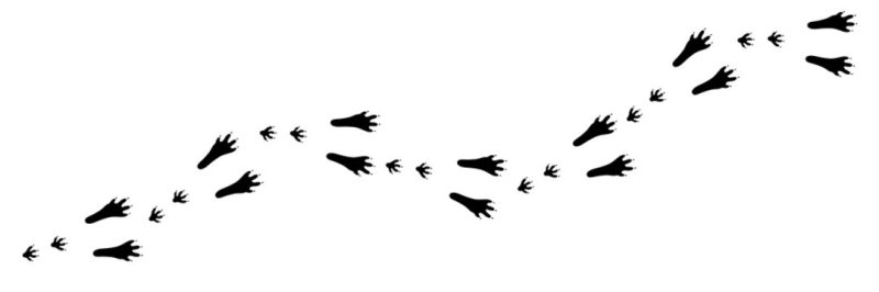 Следы кролика шаблон