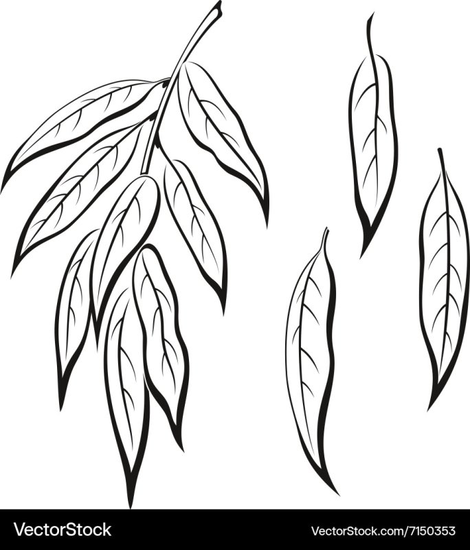 Лист ивы раскраска