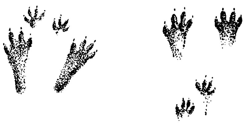 Следы зайца беляка и русака