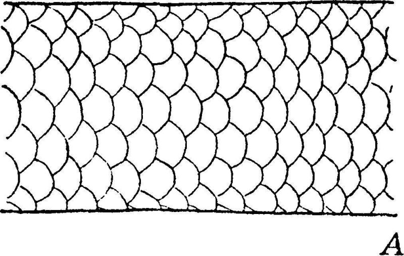 Змеиная чешуя Альфа