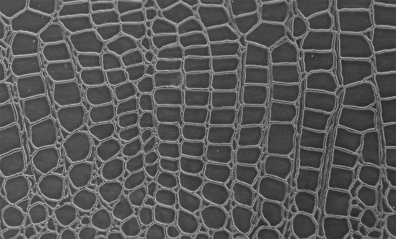 Текстура змеиной кожи Альфа