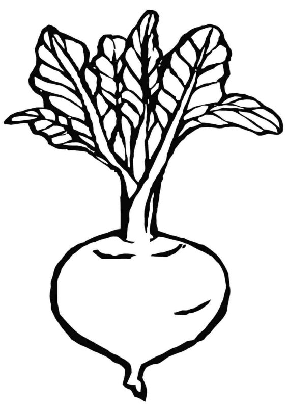 Свекла раскраска для детей