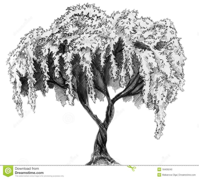 Ива раскраска