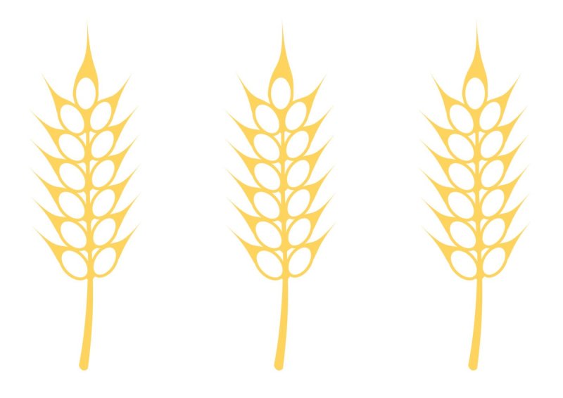 Рисование колосок старшая группа