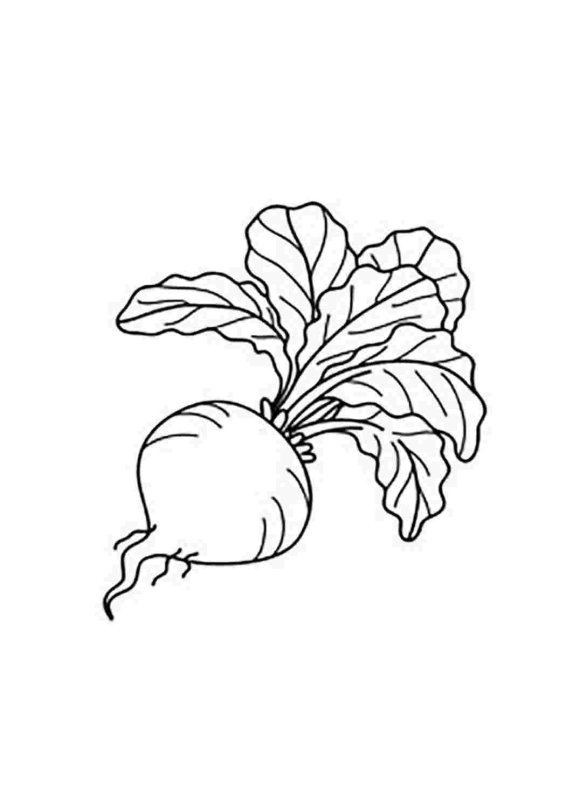 Свекла раскраска