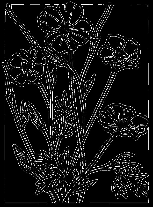 Раскраска полевых цветов