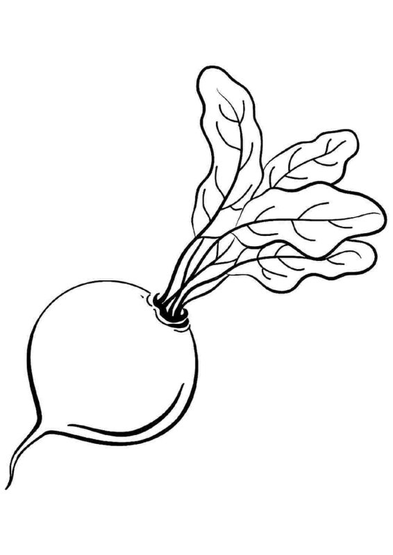 Свекла раскраска
