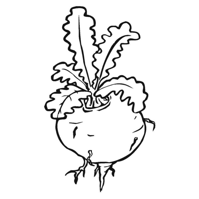 Свекла раскраска для детей