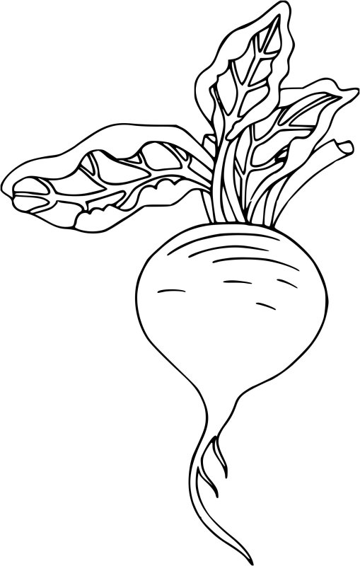 Сахарная свекла раскраска