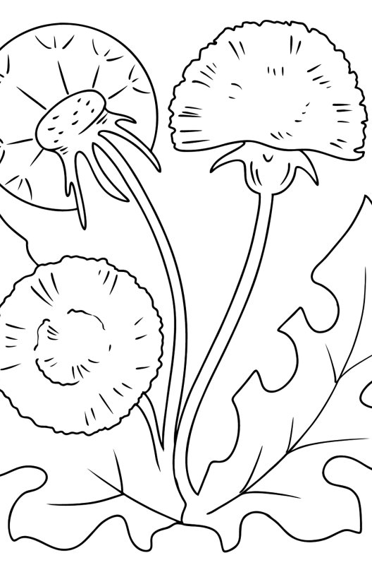 Одуванчик цветок раскраска