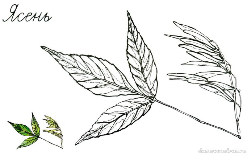 Лист ясеня раскраска