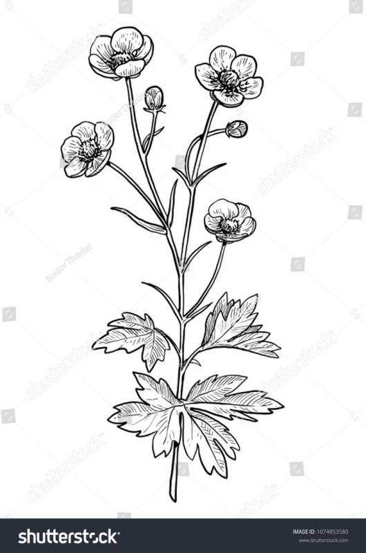 Лютик едкий чб